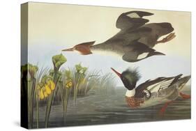 Red-Breasted Merganser-John James Audubon-Stretched Canvas