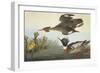 Red-Breasted Merganser-John James Audubon-Framed Art Print