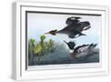 White Frame