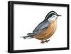 Red-Breasted Nuthatch (Sitta Canadensis), Birds-Encyclopaedia Britannica-Framed Poster