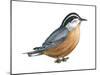 Red-Breasted Nuthatch (Sitta Canadensis), Birds-Encyclopaedia Britannica-Mounted Poster