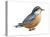 Red-Breasted Nuthatch (Sitta Canadensis), Birds-Encyclopaedia Britannica-Stretched Canvas