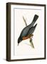 Red Breasted Thrush,  from 'A History of the Birds of Europe Not Observed in the British Isles'-English-Framed Giclee Print