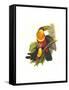 Red Breaster Toucan and Green Billed-John Gould-Framed Stretched Canvas