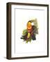 Red Breaster Toucan and Green Billed-John Gould-Framed Art Print