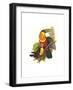 Red Breaster Toucan and Green Billed-John Gould-Framed Art Print