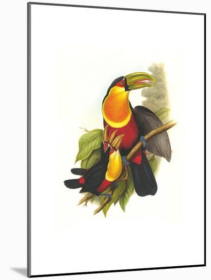 Red Breaster Toucan and Green Billed-John Gould-Mounted Art Print