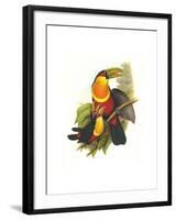 Red Breaster Toucan and Green Billed-John Gould-Framed Art Print