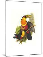 Red Breaster Toucan and Green Billed-John Gould-Mounted Art Print