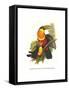 Red Breaster Toucan and Green Billed-John Gould-Framed Stretched Canvas