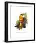 Red Breaster Toucan and Green Billed-John Gould-Framed Art Print