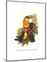 Red Breaster Toucan and Green Billed-John Gould-Mounted Art Print