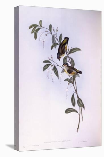 Red-Browed Pardalote (Pardalotus Rubricatus)-John Gould-Stretched Canvas