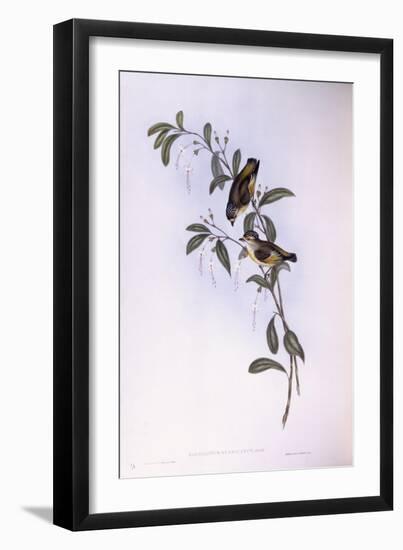 Red-Browed Pardalote (Pardalotus Rubricatus)-John Gould-Framed Giclee Print