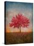 Red Bud No. 1-Thomas Stotts-Stretched Canvas