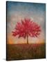 Red Bud No. 1-Thomas Stotts-Stretched Canvas