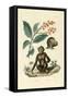 Red Bushwillow, 1833-39-null-Framed Stretched Canvas