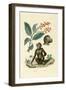 Red Bushwillow, 1833-39-null-Framed Giclee Print