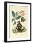 Red Bushwillow, 1833-39-null-Framed Giclee Print