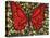 Red Butterfly-Holly Carr-Stretched Canvas