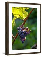 Red Cabernet, Vineyard, Chinon, Indre Et Loire, Centre, France, Europe-Nathalie Cuvelier-Framed Photographic Print