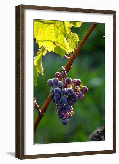 Red Cabernet, Vineyard, Chinon, Indre Et Loire, Centre, France, Europe-Nathalie Cuvelier-Framed Photographic Print