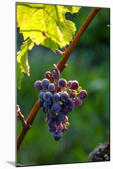 Red Cabernet, Vineyard, Chinon, Indre Et Loire, Centre, France, Europe-Nathalie Cuvelier-Mounted Photographic Print