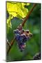 Red Cabernet, Vineyard, Chinon, Indre Et Loire, Centre, France, Europe-Nathalie Cuvelier-Mounted Photographic Print