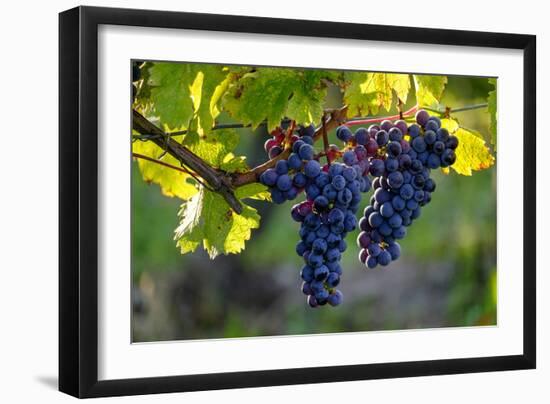 Red Cabernet, Vineyard, Chinon, Indre Et Loire, Centre, France, Europe-Nathalie Cuvelier-Framed Photographic Print