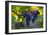 Red Cabernet, Vineyard, Chinon, Indre Et Loire, Centre, France, Europe-Nathalie Cuvelier-Framed Photographic Print