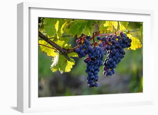 Red Cabernet, Vineyard, Chinon, Indre Et Loire, Centre, France, Europe-Nathalie Cuvelier-Framed Photographic Print