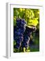 Red Cabernet, Vineyard, Chinon, Indre Et Loire, Centre, France, Europe-Nathalie Cuvelier-Framed Photographic Print