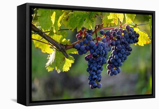 Red Cabernet, Vineyard, Chinon, Indre Et Loire, Centre, France, Europe-Nathalie Cuvelier-Framed Stretched Canvas