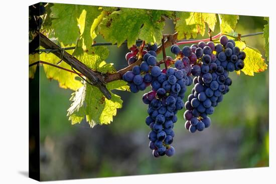 Red Cabernet, Vineyard, Chinon, Indre Et Loire, Centre, France, Europe-Nathalie Cuvelier-Stretched Canvas