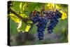 Red Cabernet, Vineyard, Chinon, Indre Et Loire, Centre, France, Europe-Nathalie Cuvelier-Stretched Canvas