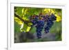 Red Cabernet, Vineyard, Chinon, Indre Et Loire, Centre, France, Europe-Nathalie Cuvelier-Framed Photographic Print