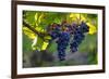 Red Cabernet, Vineyard, Chinon, Indre Et Loire, Centre, France, Europe-Nathalie Cuvelier-Framed Photographic Print