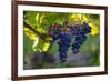 Red Cabernet, Vineyard, Chinon, Indre Et Loire, Centre, France, Europe-Nathalie Cuvelier-Framed Photographic Print