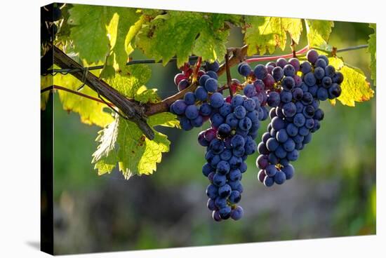 Red Cabernet, Vineyard, Chinon, Indre Et Loire, Centre, France, Europe-Nathalie Cuvelier-Stretched Canvas