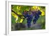 Red Cabernet, Vineyard, Chinon, Indre Et Loire, Centre, France, Europe-Nathalie Cuvelier-Framed Photographic Print