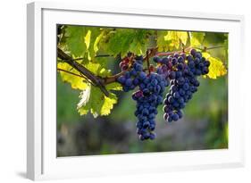 Red Cabernet, Vineyard, Chinon, Indre Et Loire, Centre, France, Europe-Nathalie Cuvelier-Framed Photographic Print