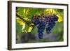 Red Cabernet, Vineyard, Chinon, Indre Et Loire, Centre, France, Europe-Nathalie Cuvelier-Framed Photographic Print