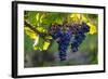 Red Cabernet, Vineyard, Chinon, Indre Et Loire, Centre, France, Europe-Nathalie Cuvelier-Framed Photographic Print