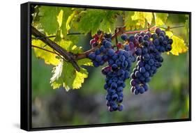 Red Cabernet, Vineyard, Chinon, Indre Et Loire, Centre, France, Europe-Nathalie Cuvelier-Framed Stretched Canvas