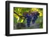 Red Cabernet, Vineyard, Chinon, Indre Et Loire, Centre, France, Europe-Nathalie Cuvelier-Framed Photographic Print