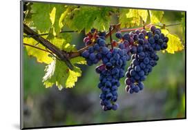 Red Cabernet, Vineyard, Chinon, Indre Et Loire, Centre, France, Europe-Nathalie Cuvelier-Mounted Photographic Print