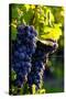 Red Cabernet, Vineyard, Chinon, Indre Et Loire, Centre, France, Europe-Nathalie Cuvelier-Stretched Canvas