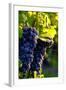 Red Cabernet, Vineyard, Chinon, Indre Et Loire, Centre, France, Europe-Nathalie Cuvelier-Framed Photographic Print