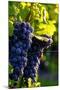 Red Cabernet, Vineyard, Chinon, Indre Et Loire, Centre, France, Europe-Nathalie Cuvelier-Mounted Photographic Print