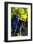 Red Cabernet, Vineyard, Chinon, Indre Et Loire, Centre, France, Europe-Nathalie Cuvelier-Framed Photographic Print